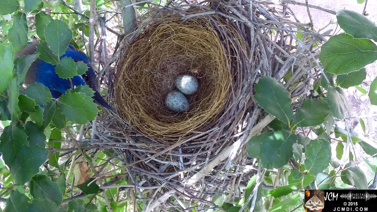 Scrub Jay nest and activity GoPro Hero3+ Black 3-3132015 Santa Clarita JCMDI.COM